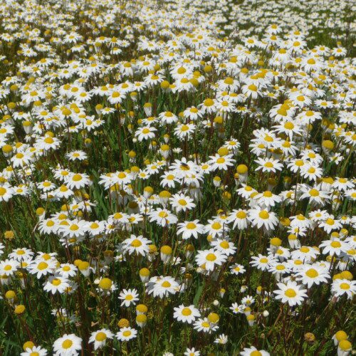 A field of chamomile flowers
