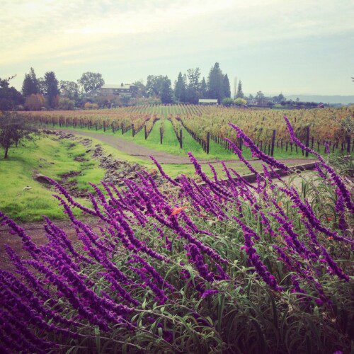 Purple Mexican sage grows next to a rolling vineyard