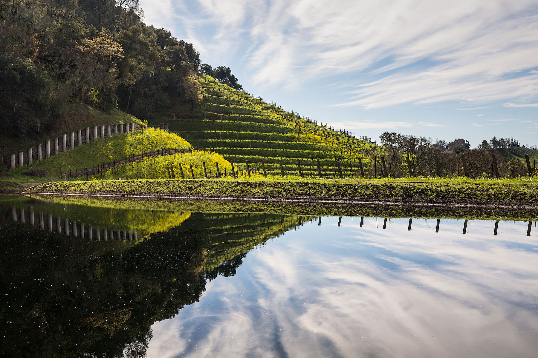 A hill with vineyards is reflected in a still pond