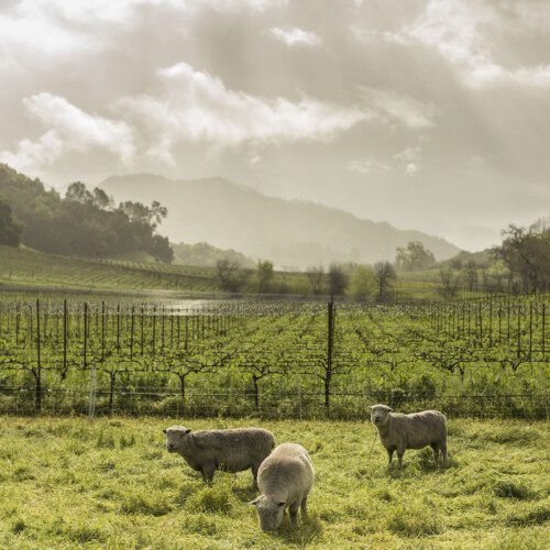 Sheep graze on a cloudy day in front of bare grapevines